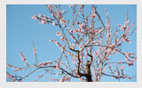 Mandorlo in fiore